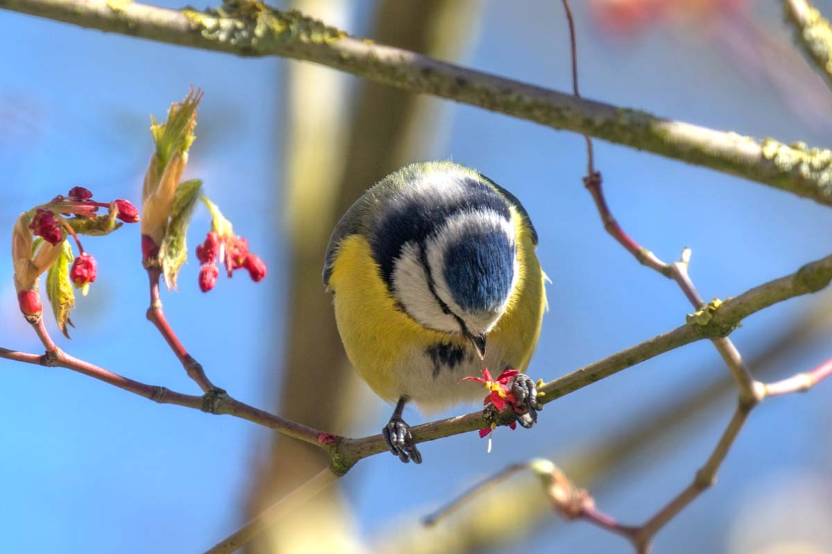 Tips voor meer vogels in je tuin
